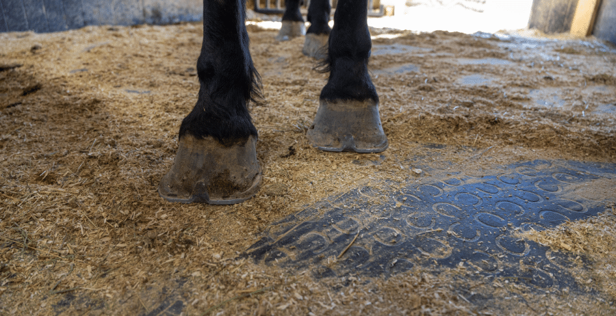 KRAIBURG Belmondo Rubber Horse Mats for Sale KRAIBURG Belmondo rubber horse mats in a horse walker.