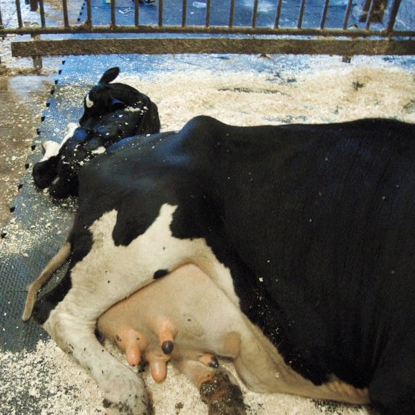 New calf on KRAIBURG SIESTA rubber flooring