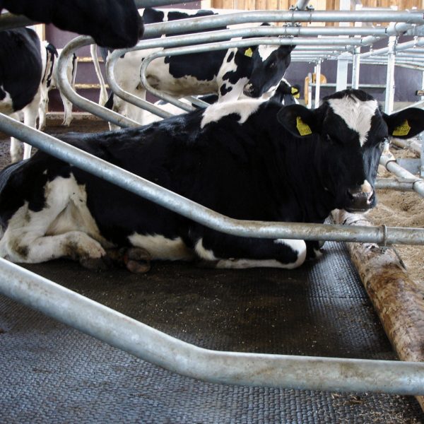 Heifer (cow) resting on KRAIBURG CALMA interlocking stall mats.