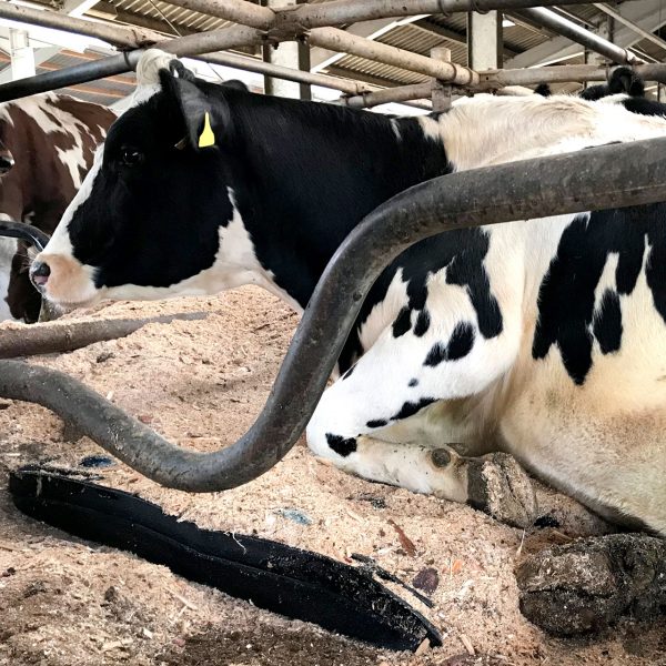 Cow laying on KRAIBURG POLSTA in a deep bedded stall with bedding over the top.