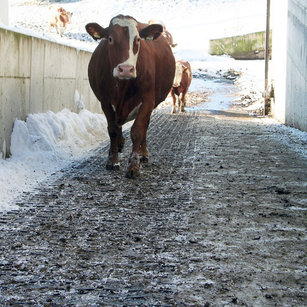 Cow walking on KRAIBURG MONTA cattle traction mats on a wintery slope.