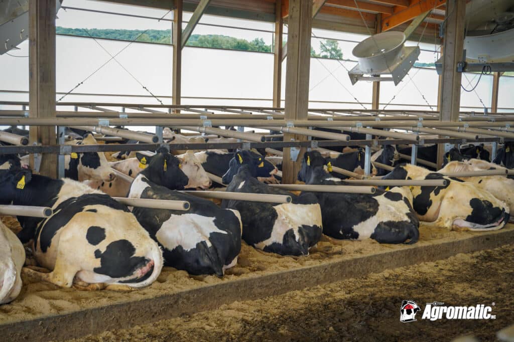 Dairy cows resting in freestall barn cubicles.