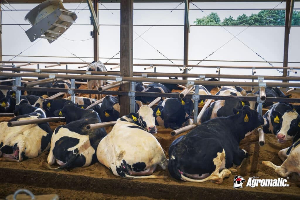 Happy cows resting in PVC pipe cubicle free stalls.