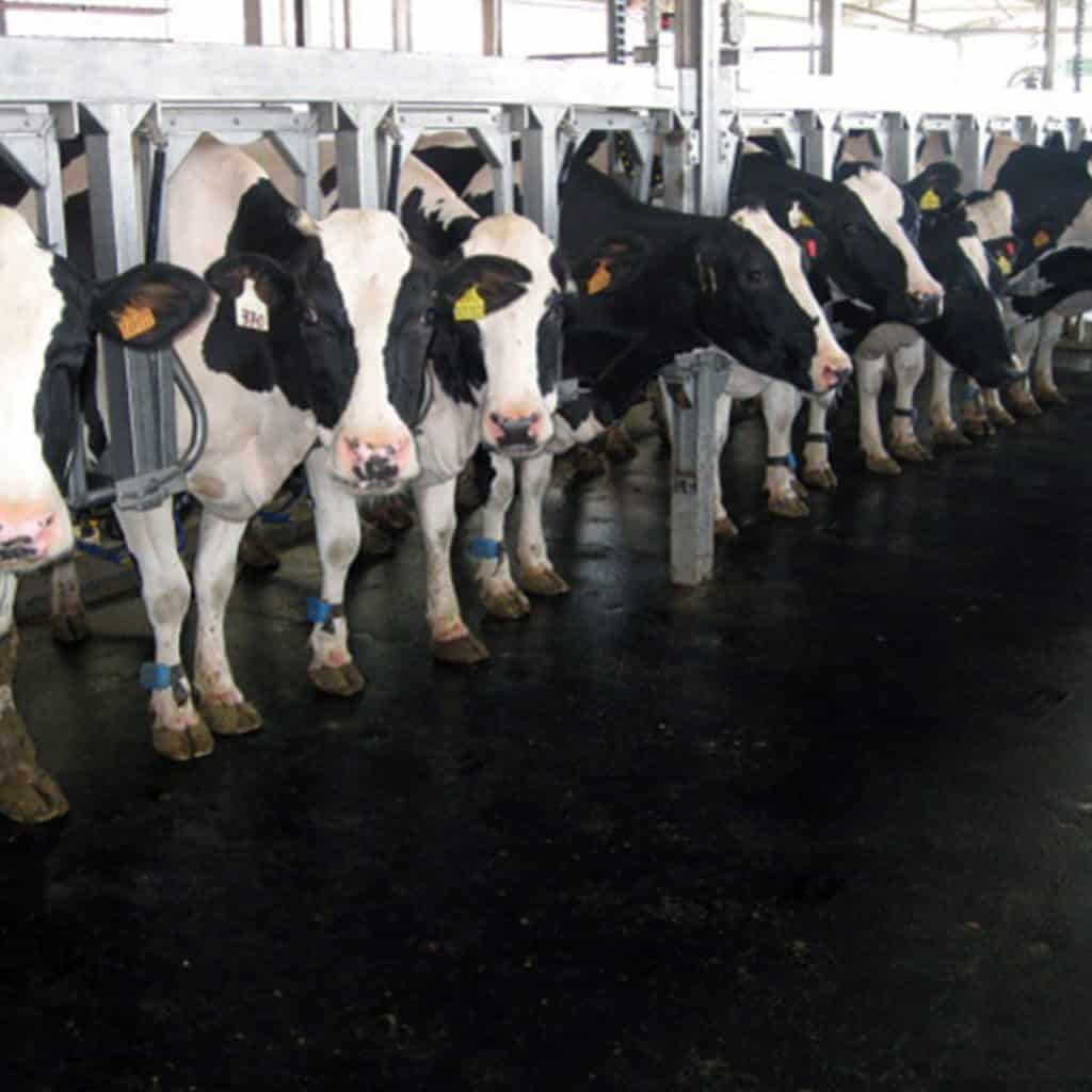 Milking Parlor Mats | KRAIBURG KURA Interlocking Rubber Mats