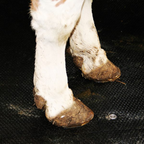 Cow standing on KRAIBURG pediKURA rubber flooring
