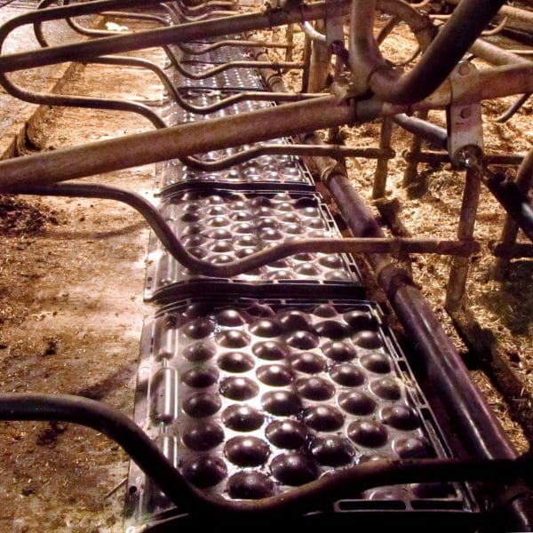 A row of KRAIBURG POLSTA rubber stall mats in deep bedded stalls.