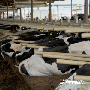 Fiscalini Farms: Cows relaxing in flexible freeestall system from Agromatic.