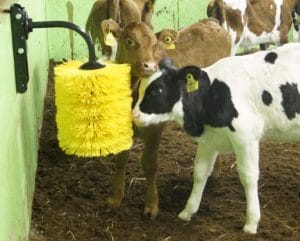 Calves scratching on small cow brush.