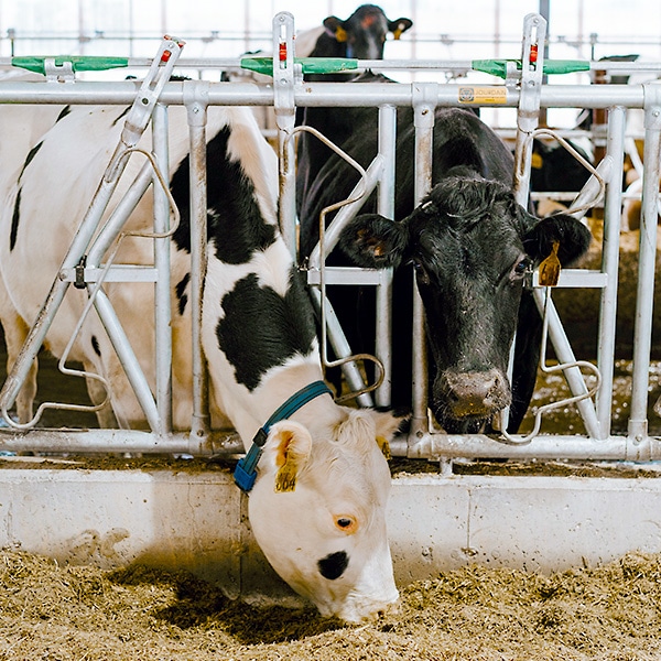 File:Louden hay unloading tools, barn and garage door hangers, dairy barn  equipment, litter, feed, merchandise, and milk can carriers, horse stable  equipment, cupolas, ventilators, drains, etc., hardware BHL23126430.jpg -  Wikimedia Commons