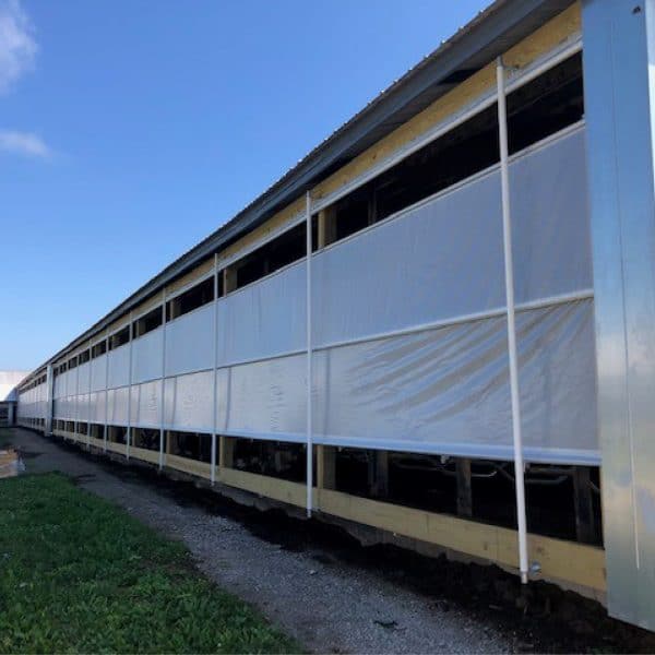 Roll up dairy barn curtains for livestock.