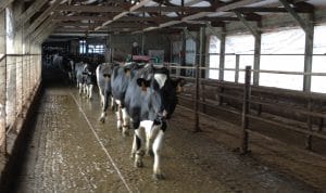 Cows walking on rubber flooring inside barn.