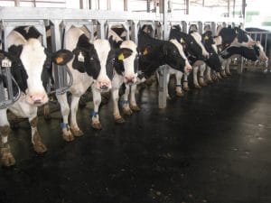 Cows in headlocks in front of KRAIBURG KURA rubber interlocking floor mats.