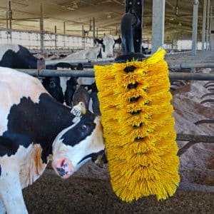 Cow Brushes