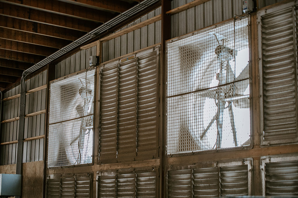 72" belt driven barn exhaust fans on a dairy farm (inside view).
