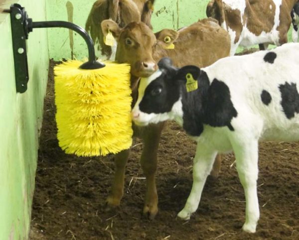 Calves using Agromatic EasySwing Small Brush