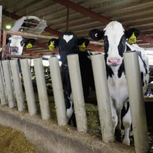 Agromatic FreeFEED Natural Feeding System for dairy cows with strong plastic posts.