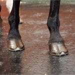 Horse standing on BLEMONDO horse mats