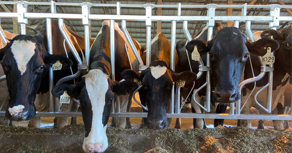 Holsteins in Agromatic Cattle Headlocks.