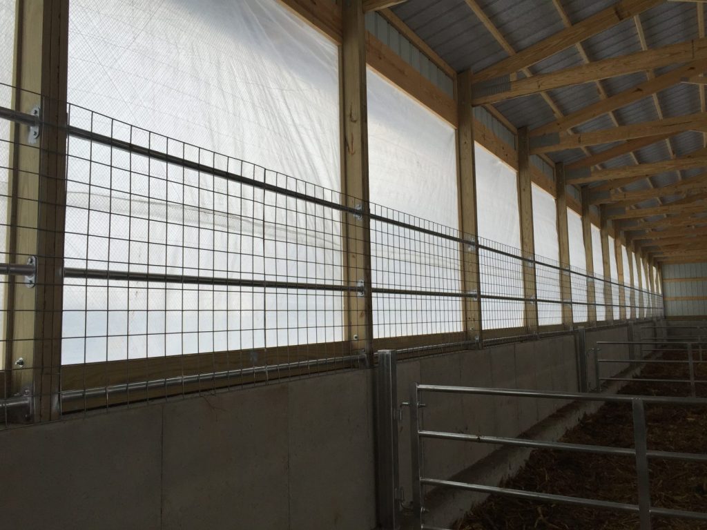 Air curtains on a dairy farm (inside view).