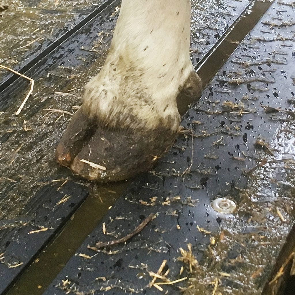 Cow standing on KRAIBURG RIMA Mat