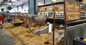 Voegeli Farm, Monticello, Wisconsin Brown Swiss cows since 1854.