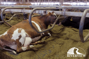 Dairy cow in free stall laying on KIM LongLine rubber stall mat at Riverview LLP dairy farm in Morris, Minnesota