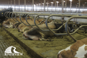 Dairy cows laying on KIM LongLine stall mats at Riverview LLP dairy farm in Morris, Minnesota