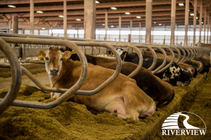 Dairy cows resting in free stalls at Riverview LLP dairy farm in Morris, Minnesota