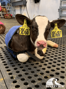 Newborn calf laying on LOMAX rubber mats at Riverview LLP dairy farm in Morris, Minnesota