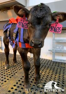 Cute calf wearing harness standing on LOMAX rubber mats at Riverview LLP dairy farm in Morris, Minnesota