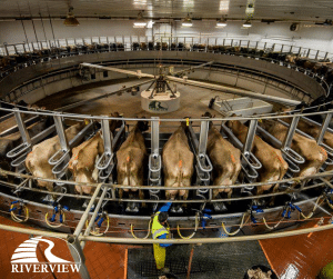 Dairy cows being milked on rotary parlor at Riverview LLP dairy farm in Morris, Minnesota