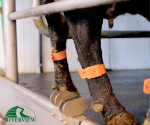 Dairy cow standing on pediKURA rubber mats at Riverview LLP dairy farm in Morris, Minnesota