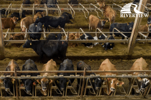 Overhead view of cows staring at camera at Riverview LLP dairy farm in Morris, Minnesota
