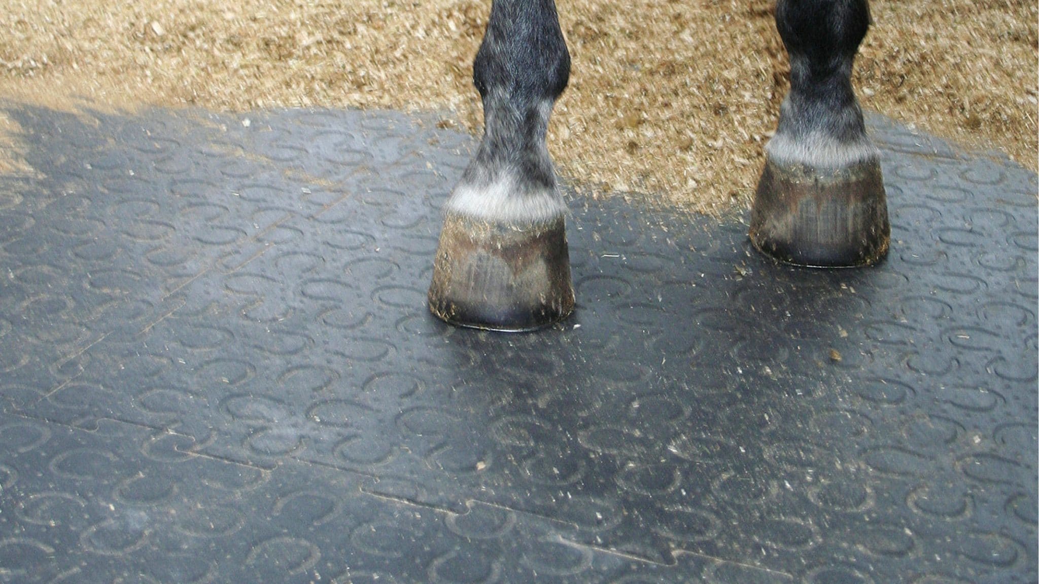 Horse Standing on BELMONDO Mat Horse Standing on BELMONDO Mat