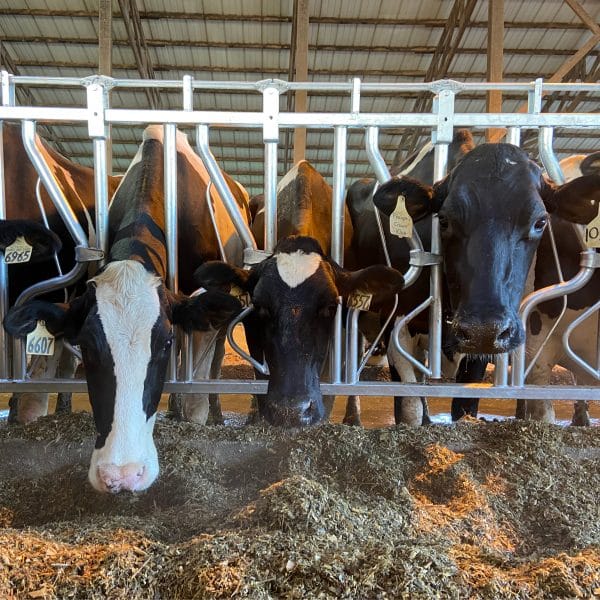Cows in Agromatic Headlocks feeding (up close).