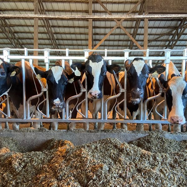 Panel of Agromatic Headlocks with cows feeding.