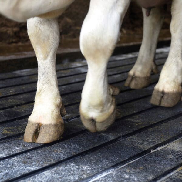 Cow walking on interlocking drainage mats.