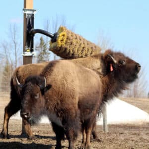 Animal enrichment for Bison using an animal scratch brush from EasySwing.