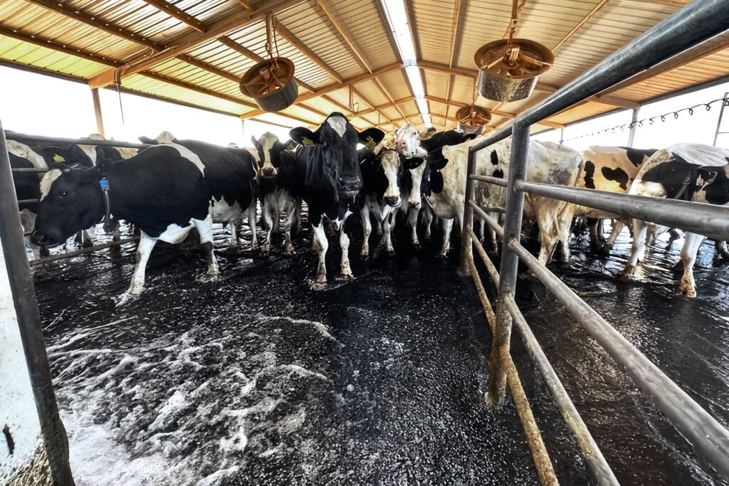Cows being washed at the Arizona Dairy Company.
