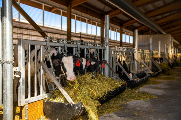 Healthy calves at Hillside Dairy