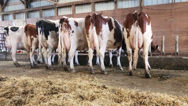Holsteins eating using the Agromatic FreeFEED system (backside view).