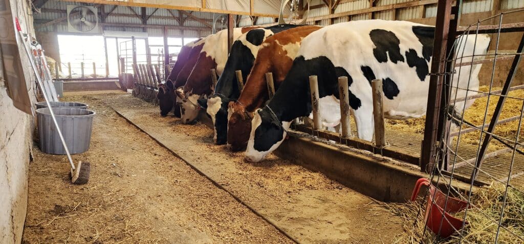 Holsteins eating using the Agromatic FreeFEED system.
