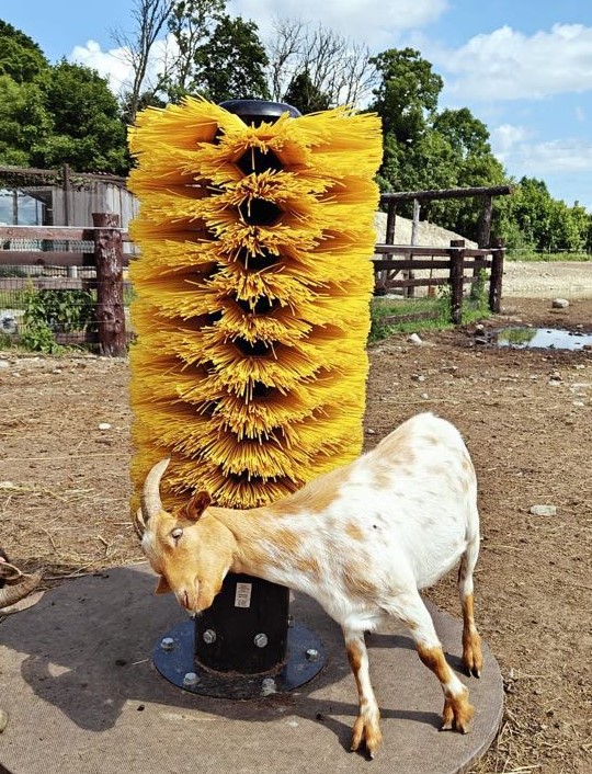 Goat Scratching on Mini Totem, street sweeper brush for goats.