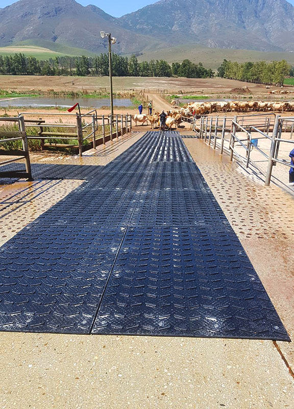 Anti-slip cattle traction mats at a cattle CAFO feedlot.