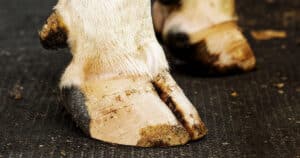 Lame cow receiving natural hoof care, standing on KRAIBURG rubber mat for optimal hoof health.