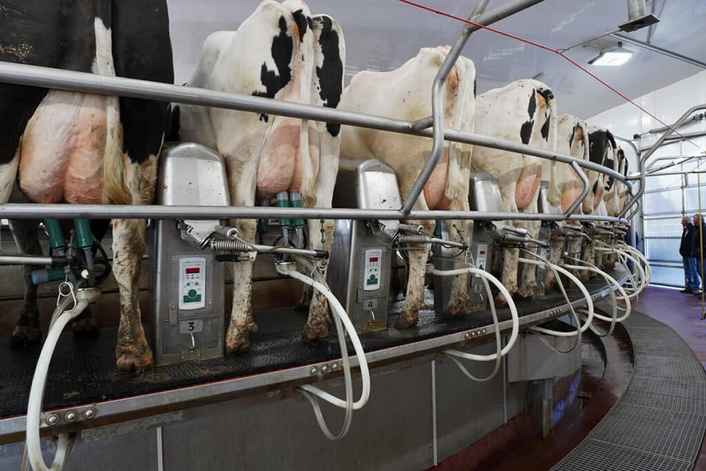 Cows being milked on a rotary milking machine