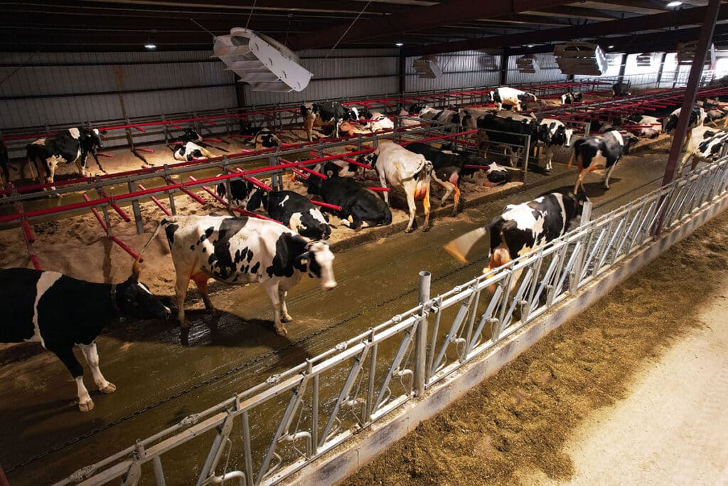 Virhada Holsteins cattle headlocks, flexible freestalls and cyclones fans in cow barn (drone view).
