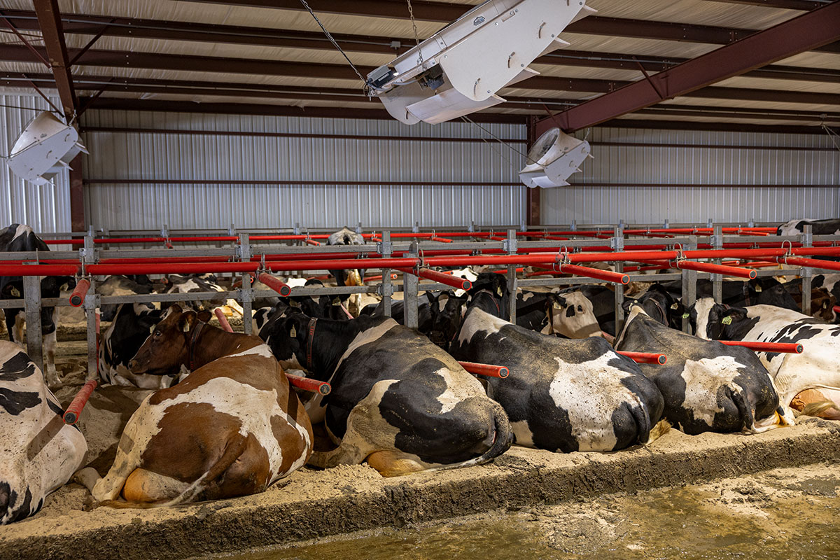 Virhada Holsteins RELAX flexible freestall dividers and cyclone fans for cooling.