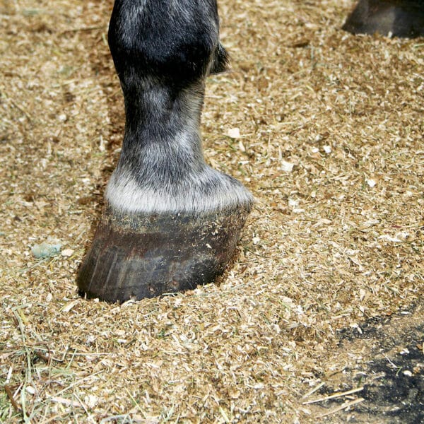Hay on rubber stall mats.