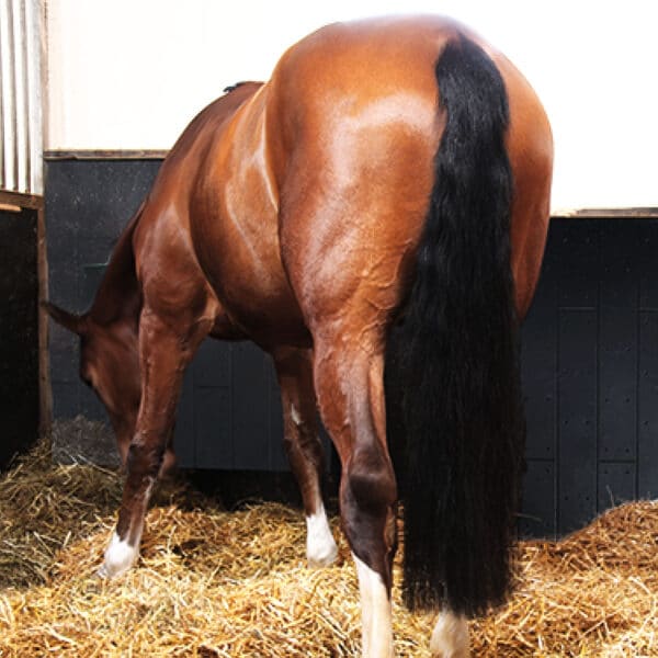 Horse eating hay next to stall wall mats.